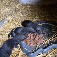 À adopter furets #7