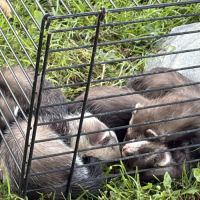 À adopter furets #12