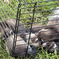 À adopter furets #13