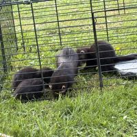 À adopter furets #14