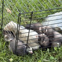 À adopter furets #15