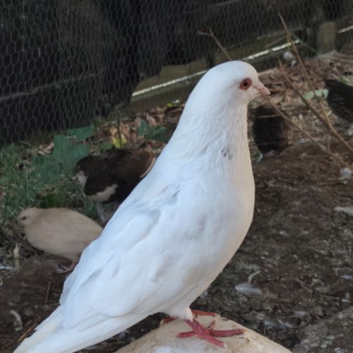 Pigeon de l'année #1
