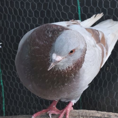 Pigeon de l'année #3