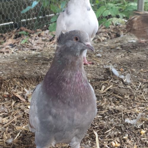 Pigeon de l'année #4