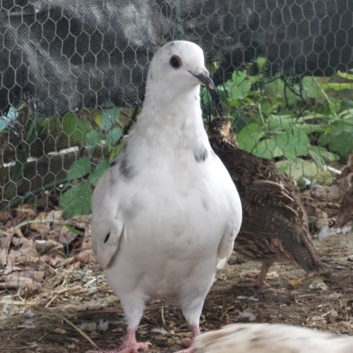 Pigeon de l'année