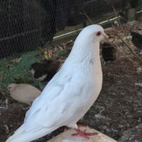 Pigeon de l'année #1