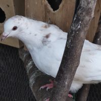 Pigeon de l'année #2