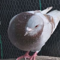 Pigeon de l'année #3