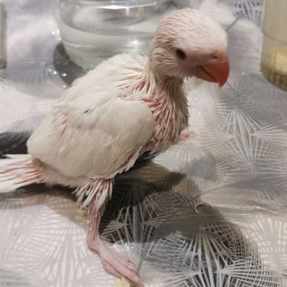 Perruche a collier lutino et albinos #2