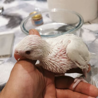 Perruche a collier lutino et albinos #3