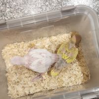 Perruche a collier lutino et albinos #1