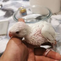 Perruche a collier lutino et albinos #3