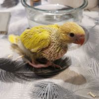 Perruche a collier lutino et albinos #4