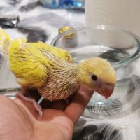 Perruche a collier lutino et albinos #5