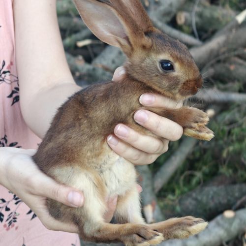 Lapins lièvres belges de 5 semaines #1
