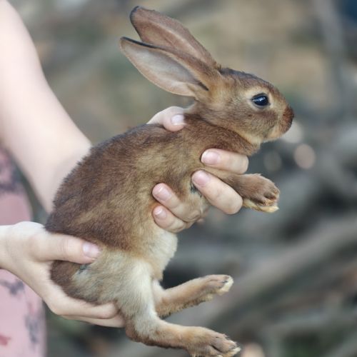 Lapins lièvres belges de 5 semaines