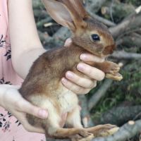 Lapins lièvres belges de 5 semaines #1