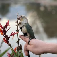 Conure eam - après sevrage #2