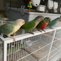 Conure eam - après sevrage