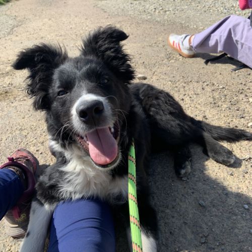 Chien border collie de 8 mois #0