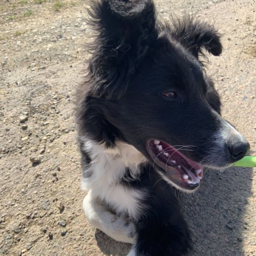 Chien border collie de 8 mois #2