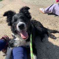 Chien border collie de 8 mois
