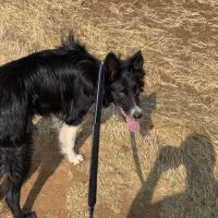 Chien border collie de 8 mois #3