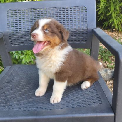 Chiots berger australien disponibles #1