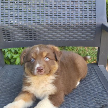 Chiots berger australien disponibles #2