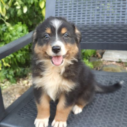 Chiots berger australien disponibles #6