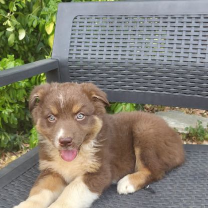 Chiots berger australien disponibles #7