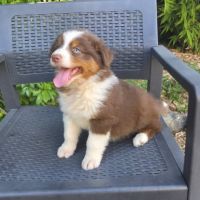 Chiots berger australien disponibles #1