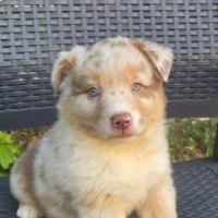 Chiots berger australien disponibles #3