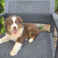 Chiots berger australien disponibles #5
