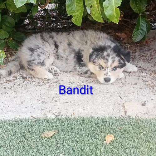 Chiots pomsky f3 #3
