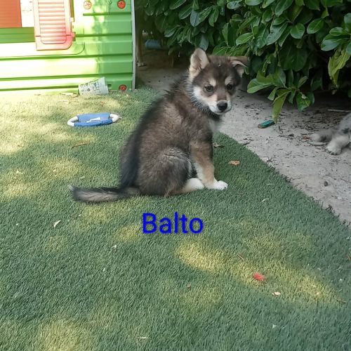 Chiots pomsky f3 #4