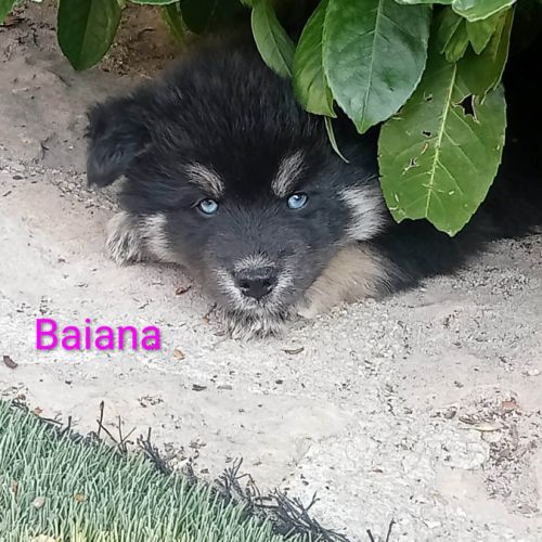 Chiots pomsky f3 #5
