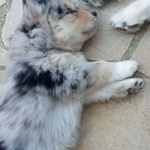 Chiots pomsky f3 #6