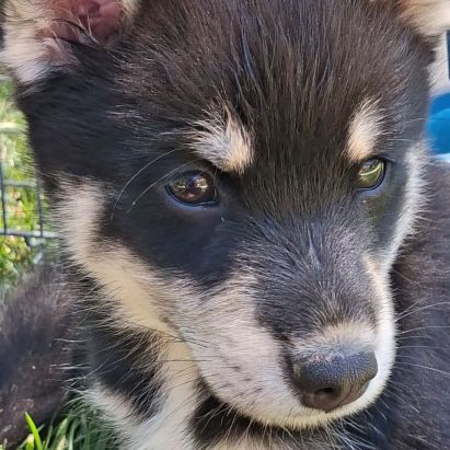Chiots pomsky f3