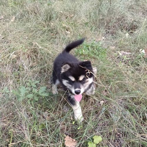 Chiot pomsky f3 #1