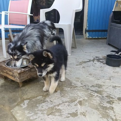 Chiot pomsky f3 #2