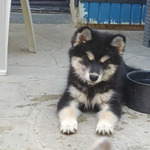 Chiot pomsky f3 #3