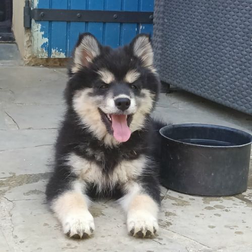 Chiot pomsky f3