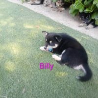 Chiots pomsky f3 #1