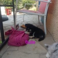 Chiots pomsky f3
