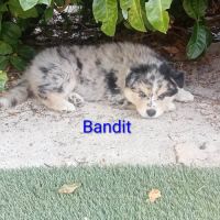 Chiots pomsky f3 #3