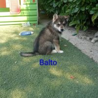 Chiots pomsky f3 #4