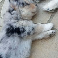 Chiots pomsky f3 #6