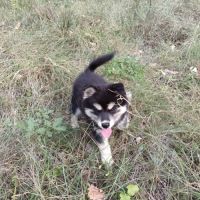 Chiot pomsky f3 #1