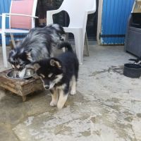 Chiot pomsky f3 #2